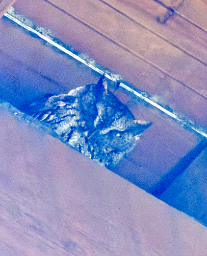 Western Screech-Owl observed by kenchamberlain