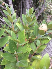 Metrosideros × subtomentosa, photograph Leon Billows, CC0, iNaturalist via GBIF