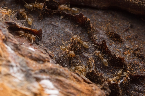 Linepithema angulatumLinepithema angulatum