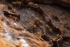 Linepithema angulatum