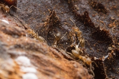 Linepithema angulatum