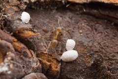 Linepithema angulatum