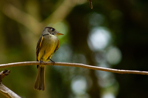 Cuban Pewee