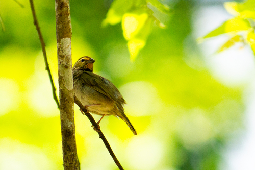 Yellow-faced Grassquit