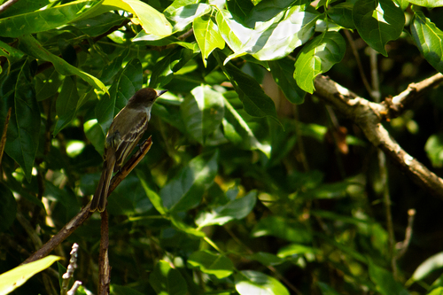 La Sagra's Flycatcher