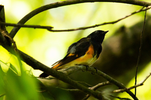 American Redstart