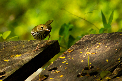 Ovenbird