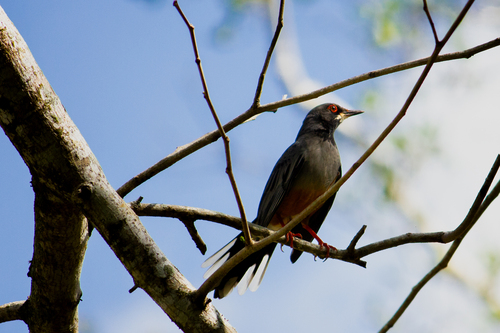 Western Red-legged Thrush