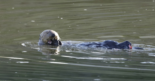 Southern Sea Otter observed by anudibranchmom