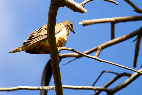 Mourning Dove