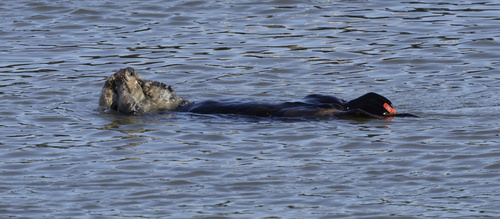 Southern Sea Otter observed by anudibranchmom