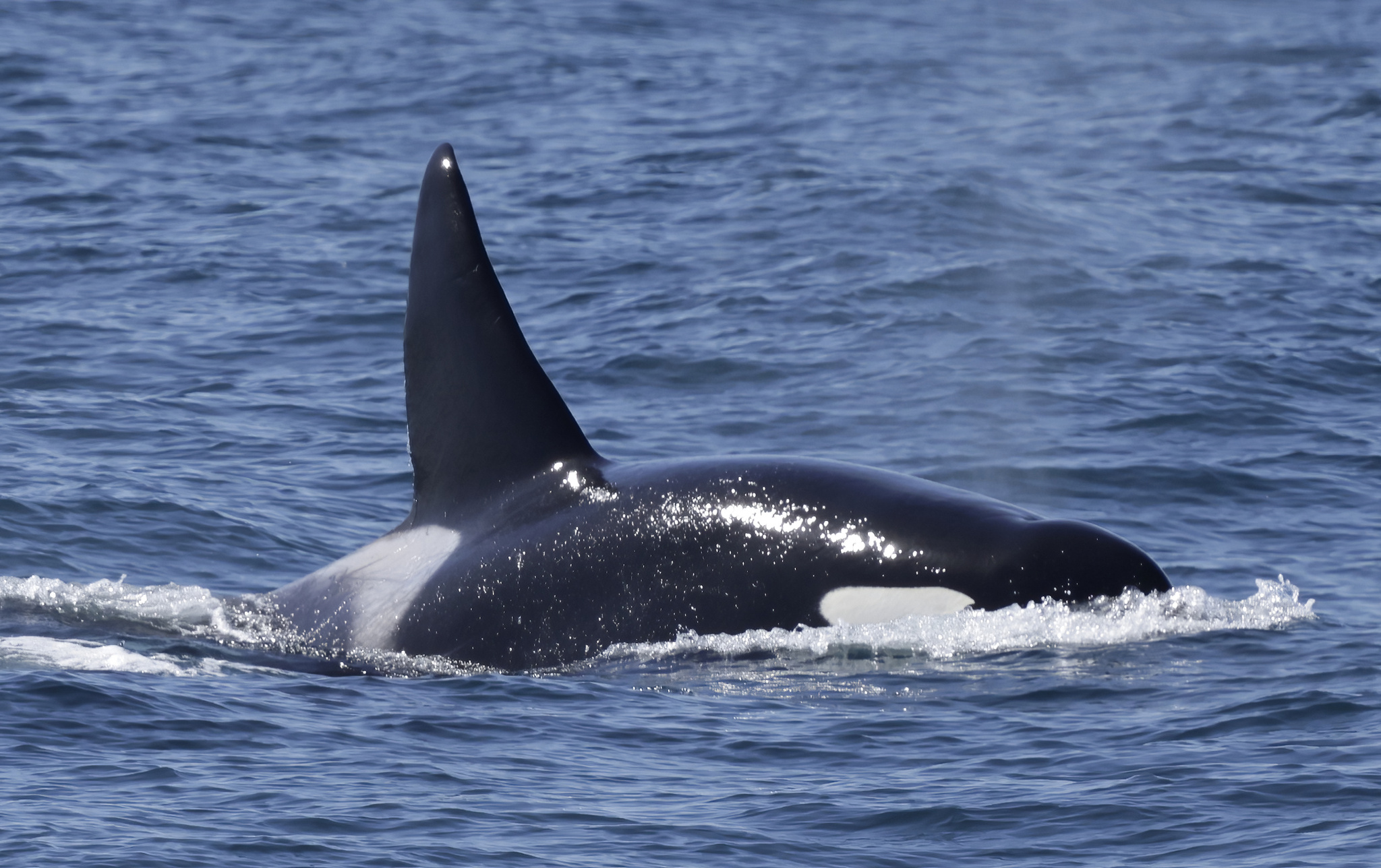 Orcinus orca