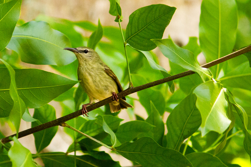 Red-legged Honeycreeper