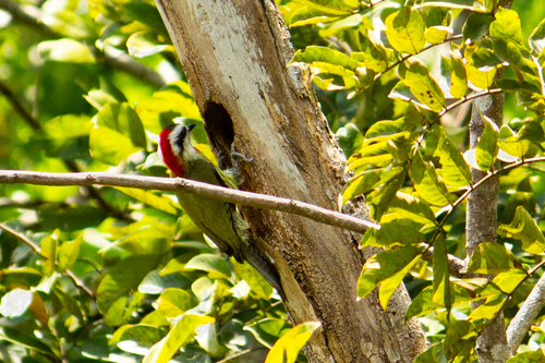 Cuban Green Woodpecker