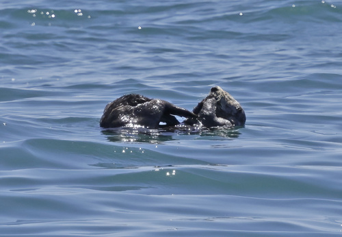 Southern Sea Otter observed by anudibranchmom