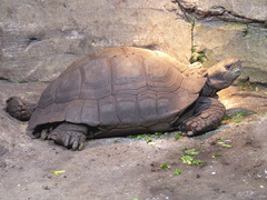 Asian Brown Tortoise photo 3