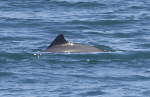 Harbor Porpoise observed by anudibranchmom