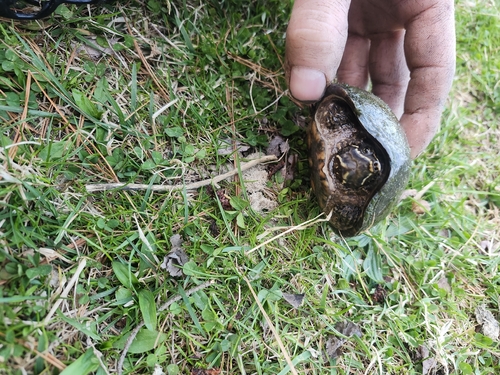 Eastern Musk Turtle observed by anthonys809