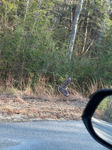 Broad-winged Hawk observed by dirtymarshtini
