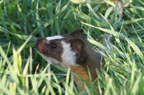 Long-tailed Weasel observed by dpom