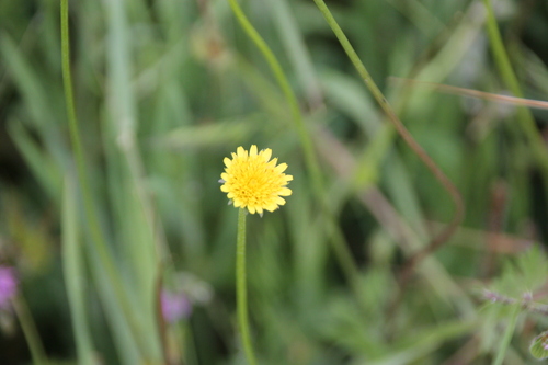iNaturalist observation photo of Lettuce, Chicory, Dandelion and Salsify Tribe