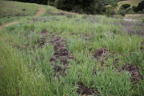 iNaturalist observation photo of Wild Boar