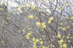 Sassafras albidum: Herkunft und Verwendung — Foto 2