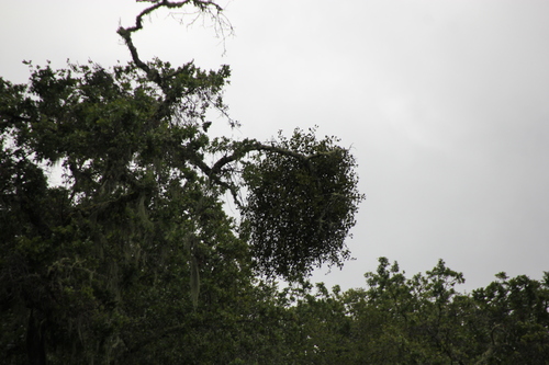 iNaturalist observation photo of oak mistletoe