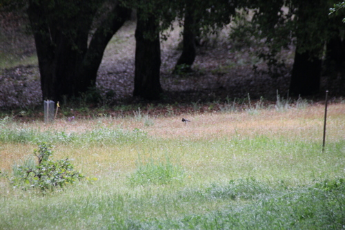 iNaturalist observation photo of Black Phoebe