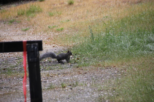 iNaturalist observation photo of Western Gray Squirrel