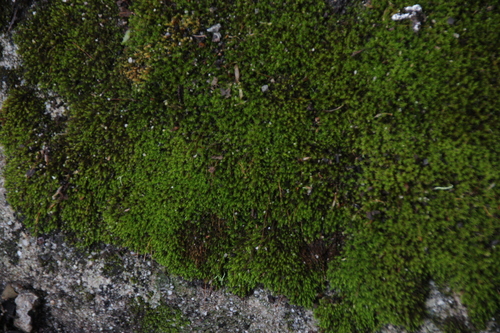 iNaturalist observation photo of Mosses