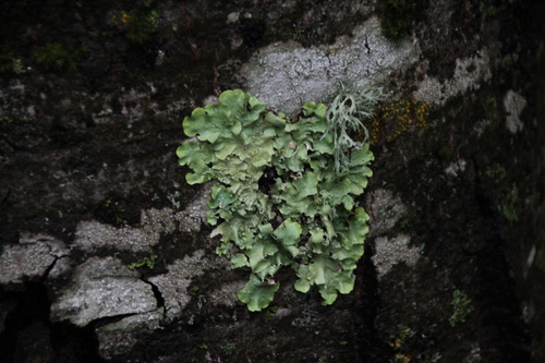 iNaturalist observation photo of Speckled Greenshield Lichens