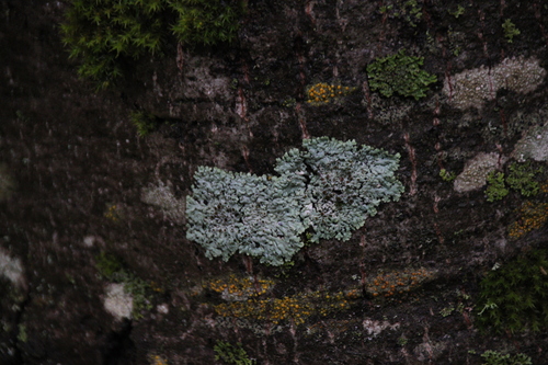 iNaturalist observation photo of rosette lichens, frost lichens, and allies