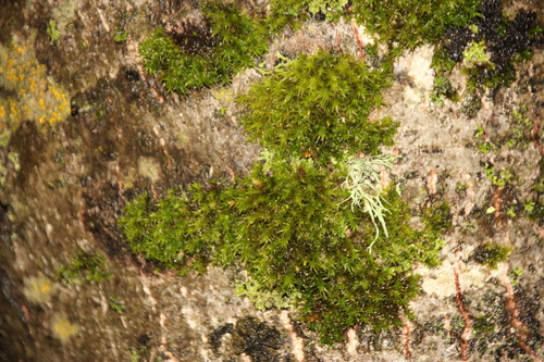 iNaturalist observation photo of Mosses