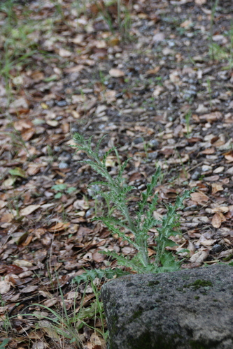 iNaturalist observation photo of Cobwebby Thistle