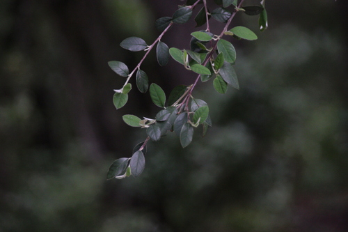 iNaturalist observation photo of Cotoneasters