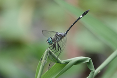 Dythemis nigra