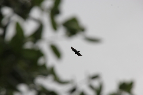iNaturalist observation photo of Turkey Vulture