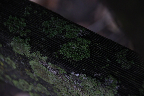 iNaturalist observation photo of Common Lichens
