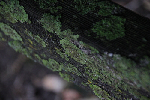 iNaturalist observation photo of Common Lichens