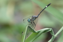 Dythemis nigra