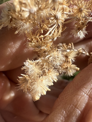 Solidago spectabilis, photograph 3