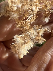 Solidago spectabilis, photograph (c) Steve Matson, some rights reserved (CC BY)