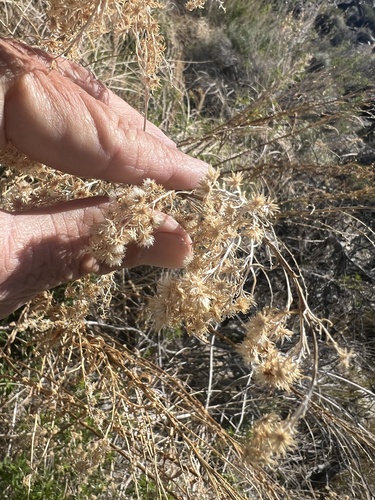 Solidago spectabilis, photograph 4