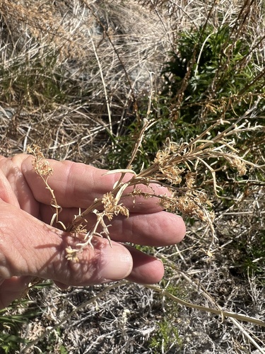 Solidago spectabilis, photograph 5