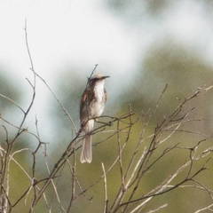 Gliciphila melanops
