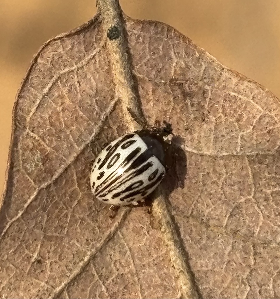 Camphorweed Chrysomelid