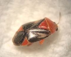 Neocapsus cuneatus