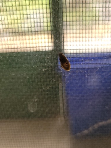 iNaturalist observation photo of True Bugs, Hoppers, Aphids, and allies