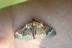 Eulithis flavibrunneata